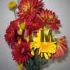 fall flowers chrysanthemum CDN